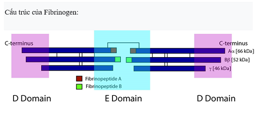fibrinogen1