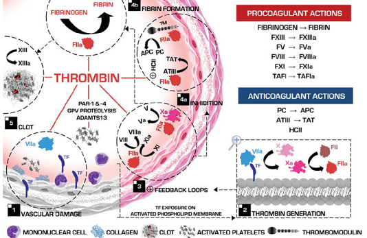 antithrombin